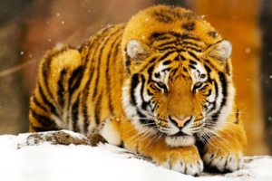 Siberian Snow Tiger3099912481 300x200 - Siberian Snow Tiger - Tiger, Snow, Siberian, Manta